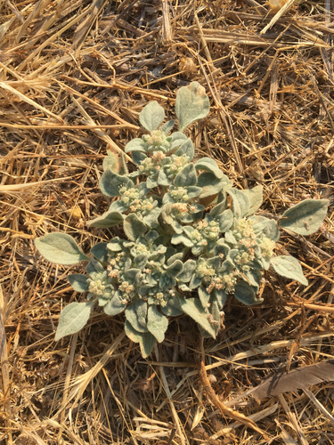iNaturalist observation photo of turkey mullein