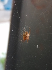 Araneus diadematus