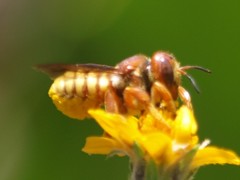 Trachusa cordaticeps