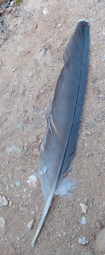 Plume de Élanion blanc
