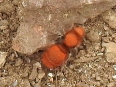 Sphaeropthalma unicolor