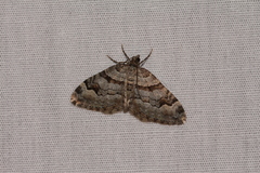 Xanthorhoe abrasaria congregata
