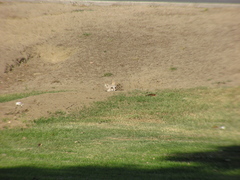 Vulpes macrotis mutica