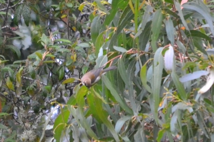 Black-headed Honeyeater (Melithreptus affinis), photo 7