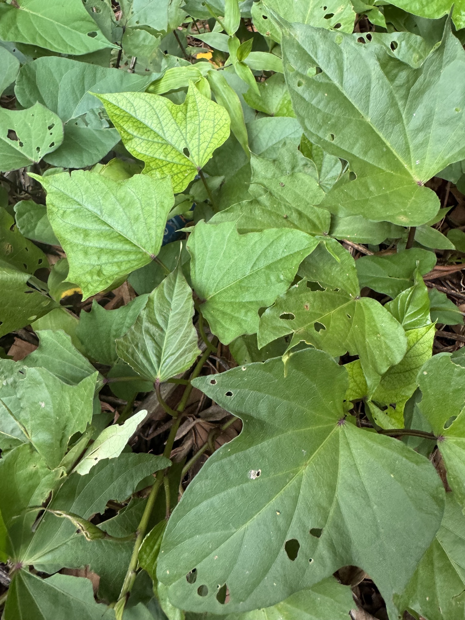 Ipomoea batatas