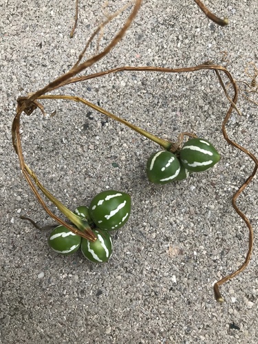 Foto de Melancia-de-papagaio
