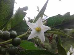 Solanum torvum