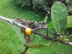 Solanum torvum
