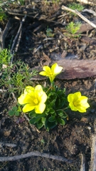 Moraea galaxia