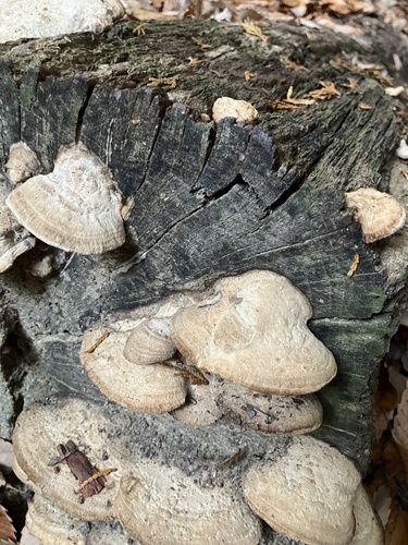 Fomitopsis dickinsii