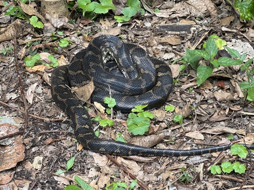 Coastal Carpet Python sighting