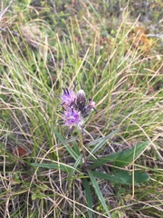 Saussurea angustifolia
