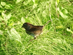 Melospiza melodia morphna