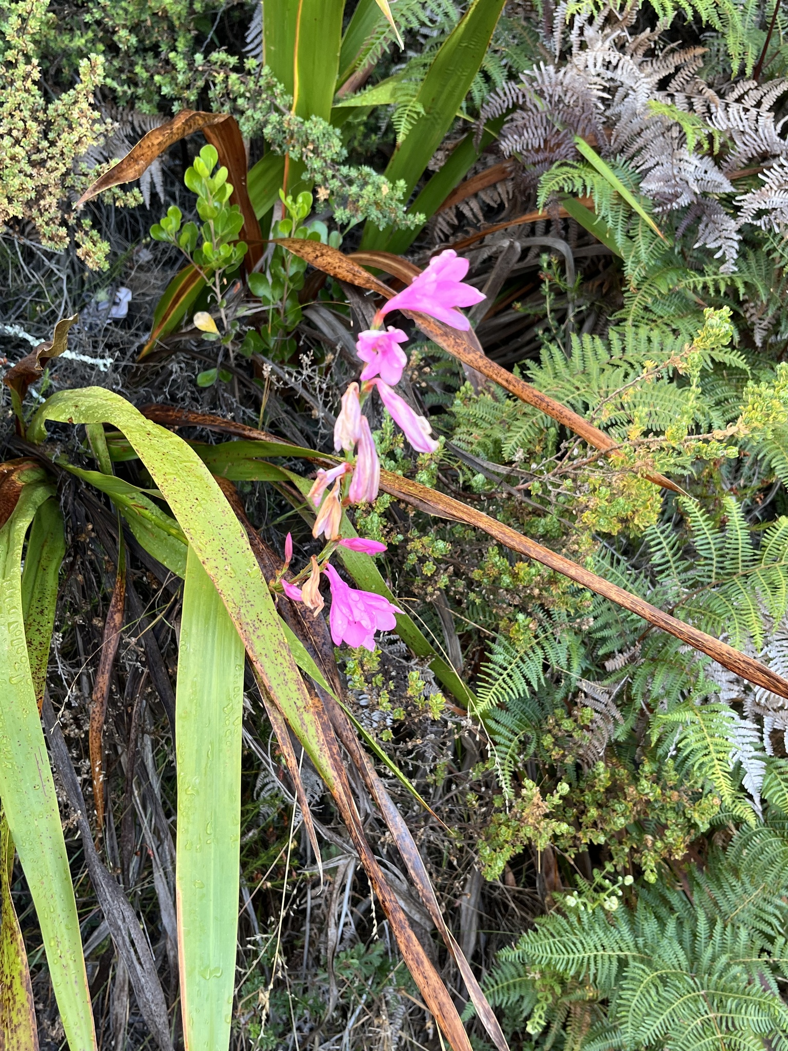 Imagem de Watsonia
