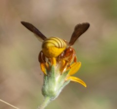 Trachusa cordaticeps