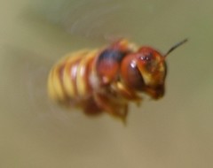 Trachusa cordaticeps