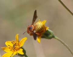Trachusa cordaticeps