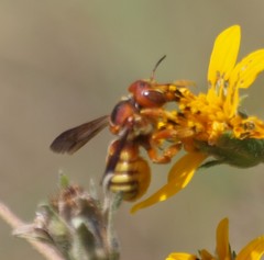 Trachusa cordaticeps