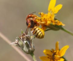 Trachusa cordaticeps