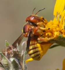 Trachusa cordaticeps