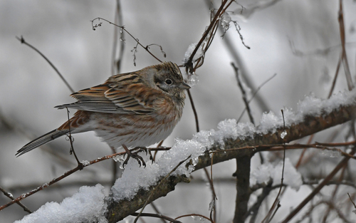Escribano cabeciblanco (Emberiza leucocephalos)