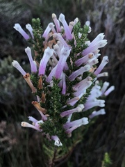 Erica perspicua perspicua