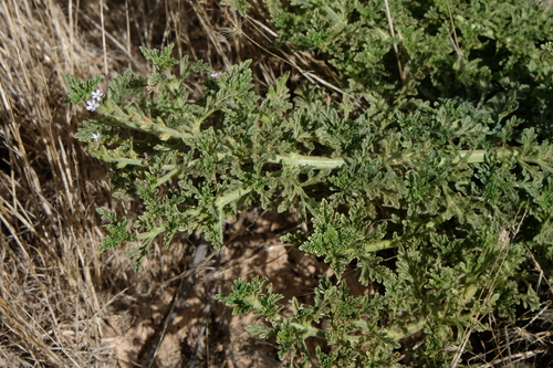 Supine vervain (Verbena supina)