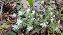 Stellaria pubera