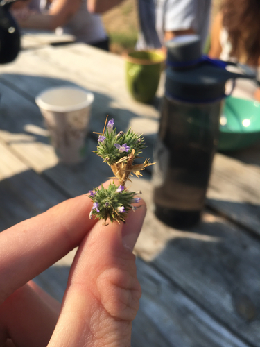 iNaturalist observation photo of Pincushion plants