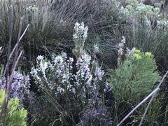 Erica perspicua perspicua