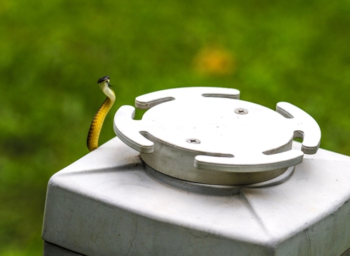 Common Tree Snake sighting