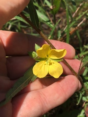 Ludwigia hirtella