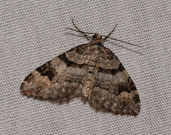 Xanthorhoe abrasaria congregata