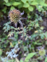 (c) Sagnik Dutta Roy, some rights reserved (CC BY) Dipsacus inermis, photograph (c) Sagnik Dutta Roy, some rights reserved (CC BY)
