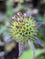 Dipsacus inermis