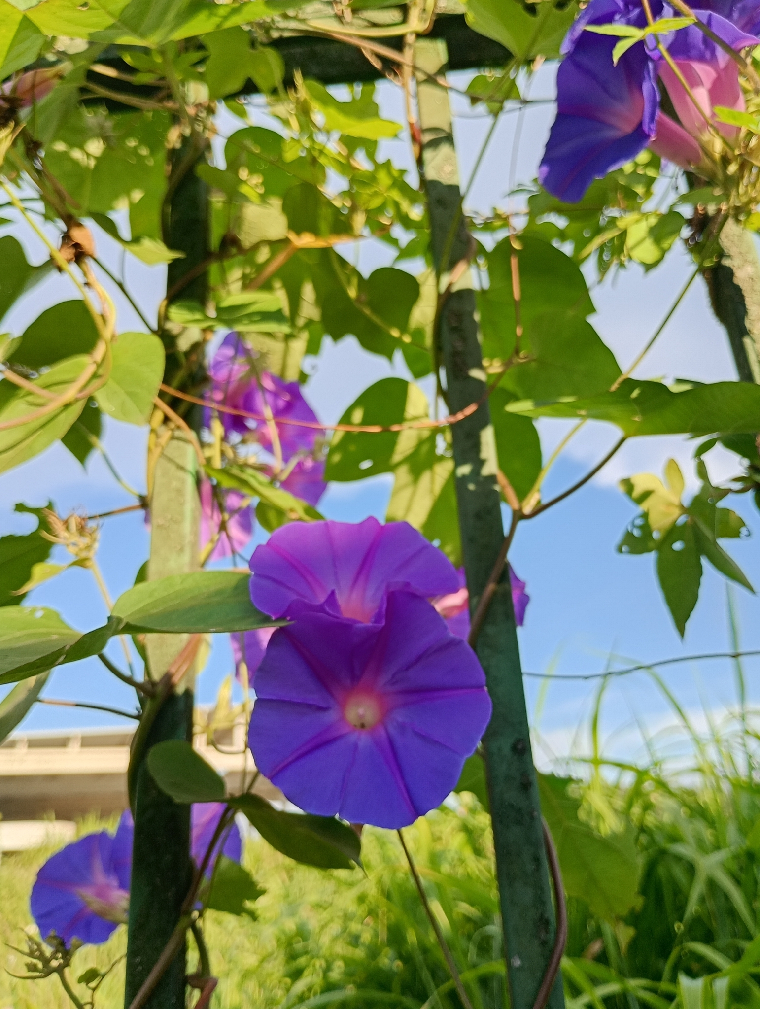 Ipomoea indica