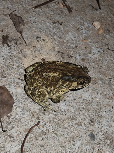 Asian Common Toad