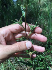Ludwigia hirtella