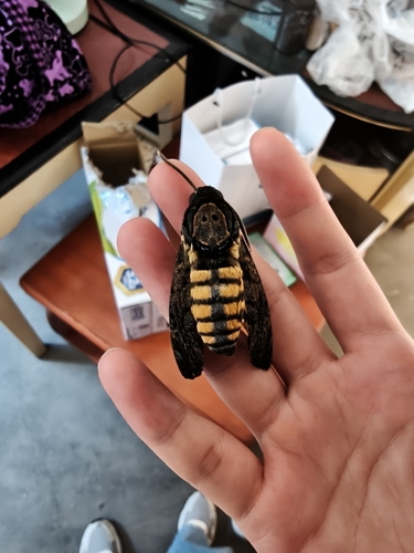 Eastern Death's Head hawkmoth