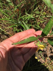 Ludwigia hirtella