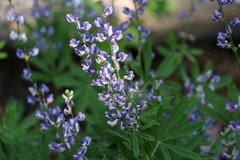 Lupinus grayi