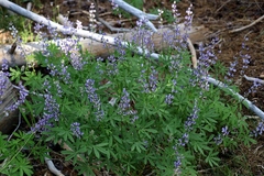 Lupinus grayi