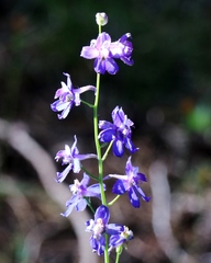 Delphinium polycladon