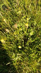 Hypochaeris maculata