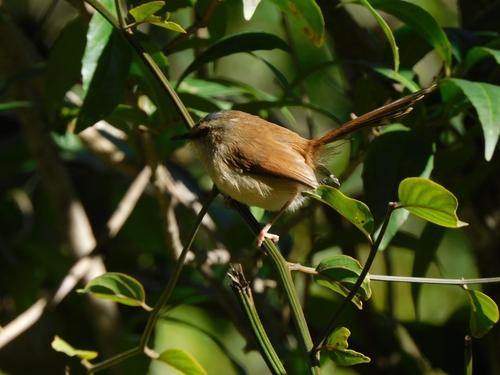 Grey-crowned Prinia (Prinia cinereocapilla), photo 2