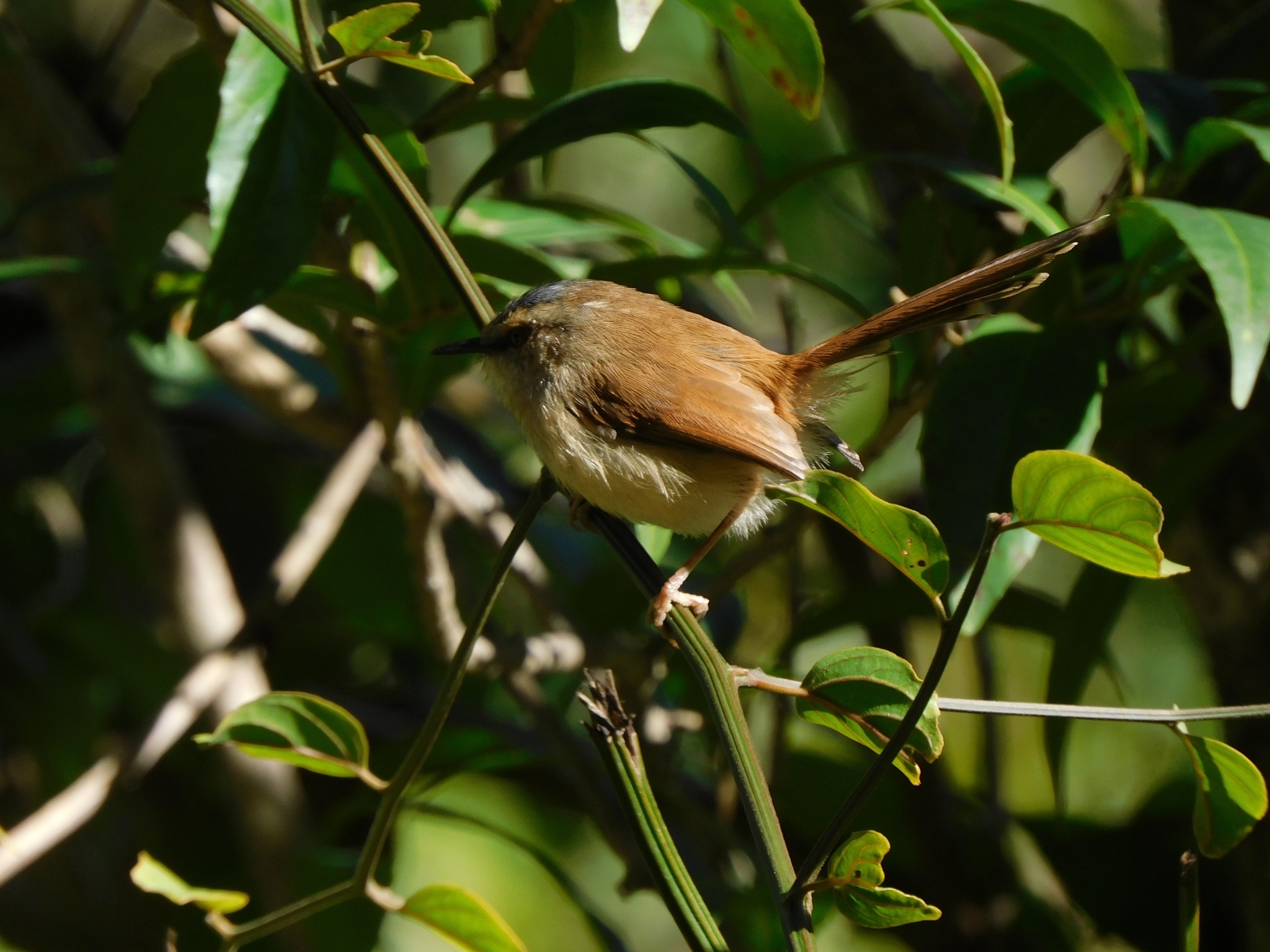 Grey-crowned Prinia (Prinia cinereocapilla), photo 2