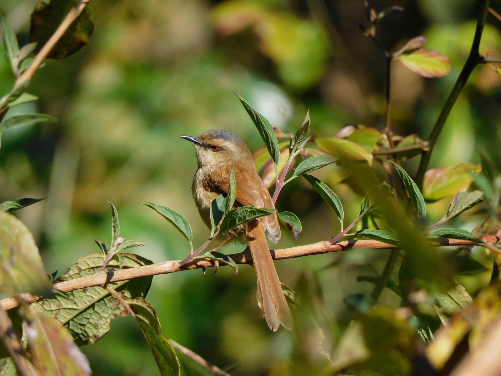 Grey-crowned Prinia (Prinia cinereocapilla), photo 3