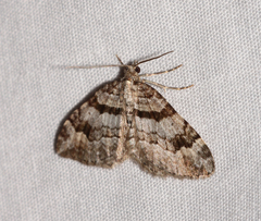 Xanthorhoe abrasaria congregata