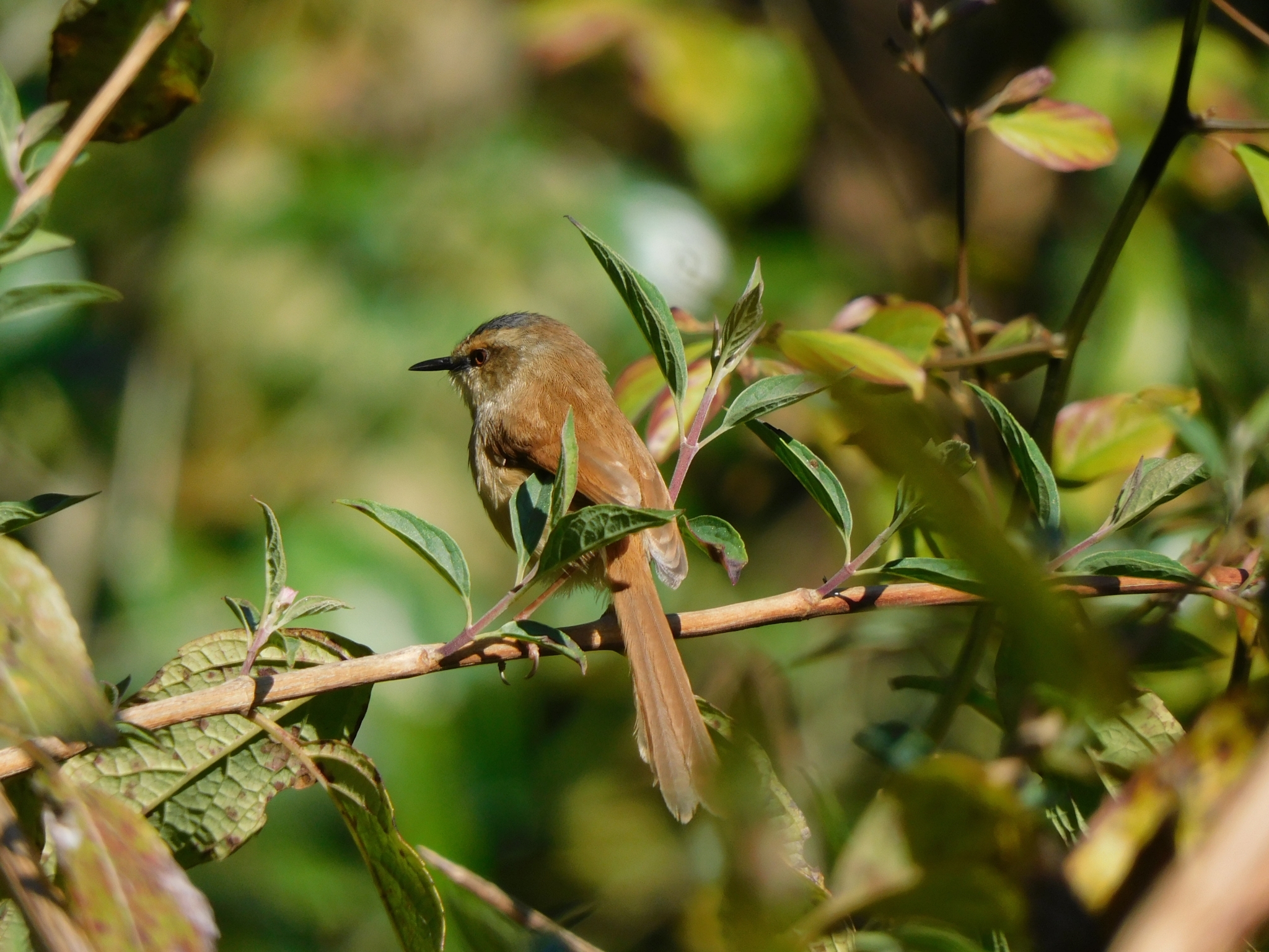 Grey-crowned Prinia (Prinia cinereocapilla), photo 4