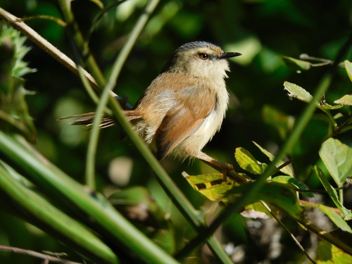 Grey-crowned Prinia (Prinia cinereocapilla), photo 5